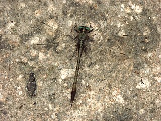 <i>Arigomphus pallidus</i> Species of dragonfly