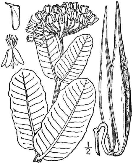 Asclepias_amplexicaulis