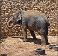 פיל אסייתי Elephas maximus