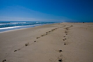 <span class="mw-page-title-main">Assateague Island National Seashore</span> Barrier island operated by the National Park Service of the United States