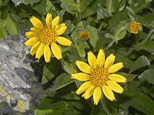 Asteraceae - ארניקה nevadensis.jpg