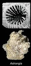 Electron micrograph and gross view of an Astrangia stony coral Astrangia danae.jpeg