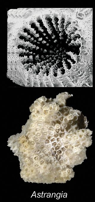 <i>Astrangia</i> Genus of corals