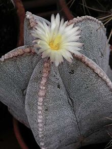 Astrophytum myriostigma Astrophytum myriostigma.jpg