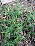 Atriplex latifolia.jpg