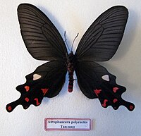 Mounted Atrophaneura polyeuctes.JPG