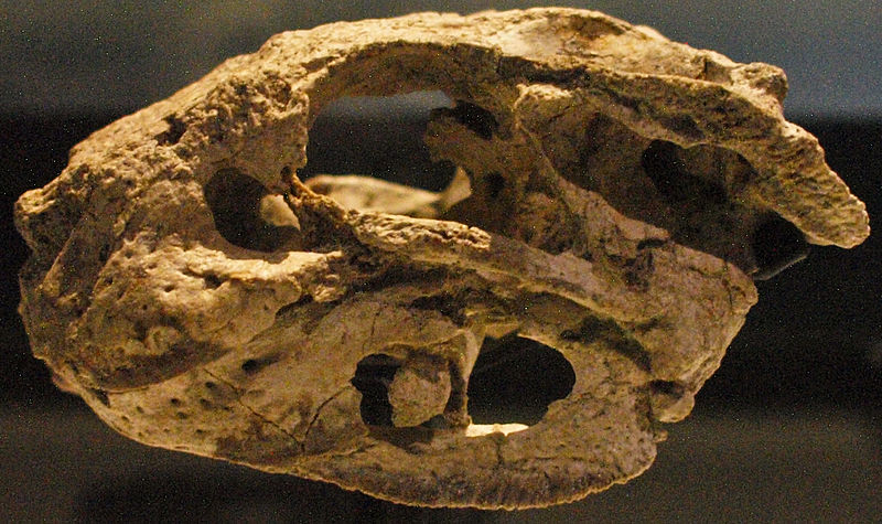 File:August 1, 2012 - Simosuchus clarki Skull on Display at the Royal Ontario Museum (FMNH PR 2597).jpg