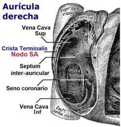 Auricula derecha anatomía.png