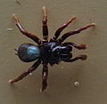 AustralianMuseum spider specimen 38.JPG