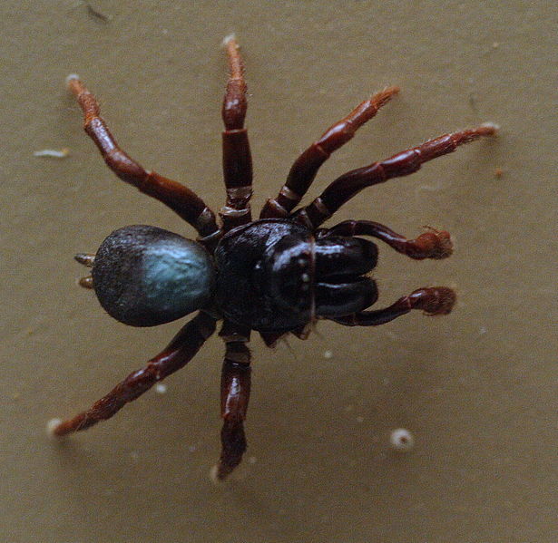 File:AustralianMuseum spider specimen 38.JPG