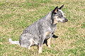 My Blue Heeler