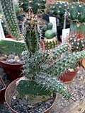 Miniatura para Austrocactus coxii