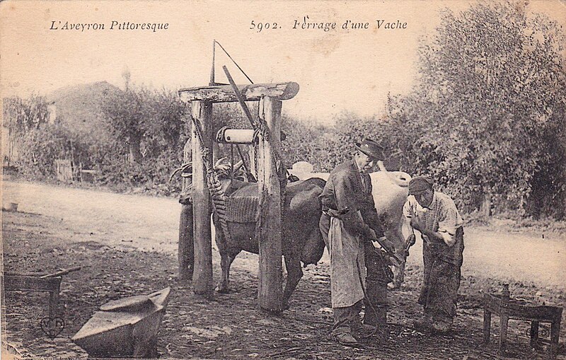 File:Aveyron Pittoresque 5902 - Ferrage d'une vache.jpg