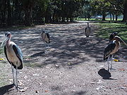 Marabou storks at Lake Awasa.