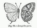 Sketch of Lampides pura, a lycaenid butterfly.