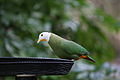 BLACK- NAPED FRUIT DOVE.jpg