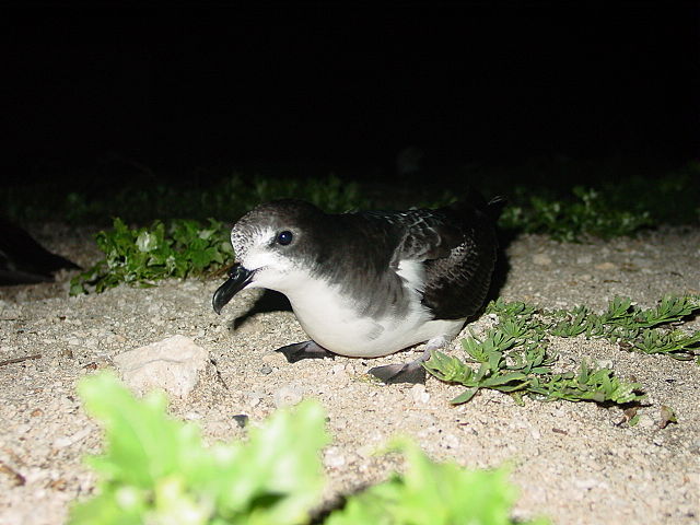 A Bonin petrel