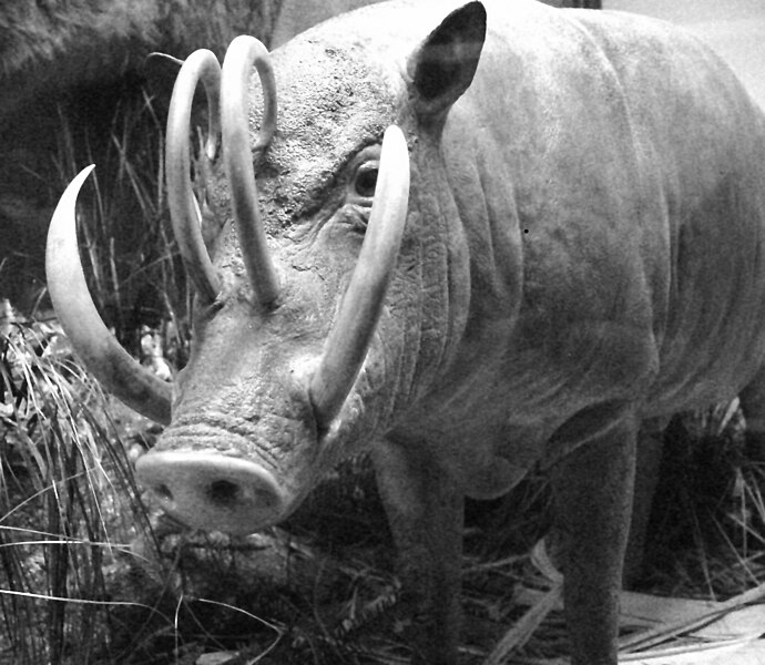 File:BabirusaGray.jpg