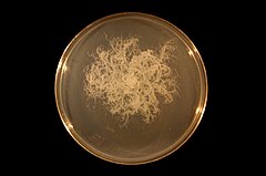 Description de l'image Bacillus mycoides on TY agar.JPG.