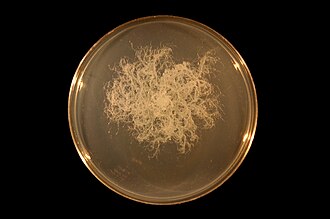 Bacillus mycoides growing on an agar plate Bacillus mycoides on TY agar.JPG