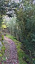 Bad Bertrich Geo-Route Palmberg Boxwood02.jpg