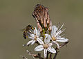 * Nomination Honey bee (Apis mellifera) nectaring from flowers of common asphodel (Ashphodelus aestivus), Adana - Turkey. --Zcebeci 10:05, 24 February 2015 (UTC) * Promotion Good quality. --Johann Jaritz 10:11, 24 February 2015 (UTC)