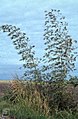 Bamboo, Cornish coast near Montego Bay (38312627051).jpg
