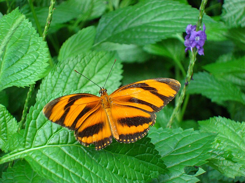 File:Banded Orange butterfly at Niagara Parks Butterfly Conservatory, 2010 B.jpg