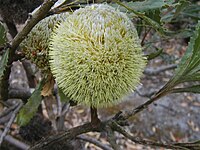 Banksia laevigata