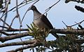 Bar-Shouldered Dove, Byron Bay NSW - Australia, April 22 2014. (14503766127).jpg