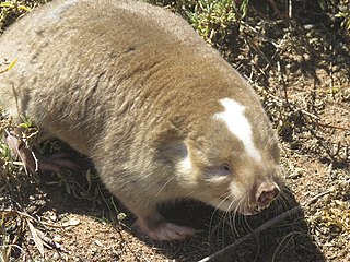 <span class="mw-page-title-main">Cape dune mole-rat</span> Species of rodent