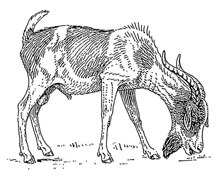 File:Bearded goat (PSF).png