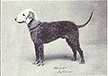 Bedlington Terrier from 1915.JPG