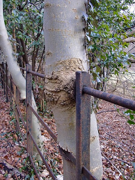 File:Beech tree with an iron railing through it, Mickleham - geograph.org.uk - 2830733.jpg