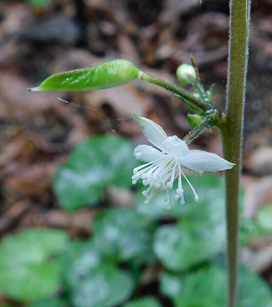 File:Beesia calthifolia.jpg