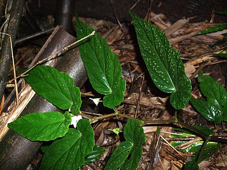 Tập_tin:Begonia_taiwaniana_-_台湾秋海棠_by_石川_Shihchuan_-_003.jpg