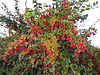 Berberis vulgaris .jpg