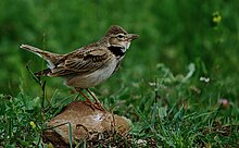 Calandra lark (Melanocorypha calandra)