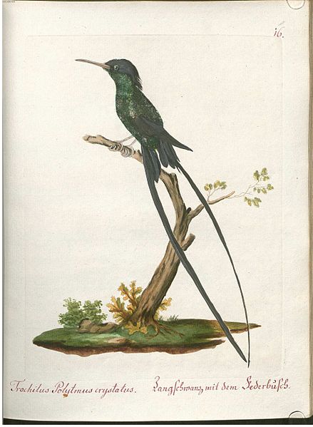 File:Beytrag zur Naturgeschichte der Vögel 1 Tafel 17.jpg