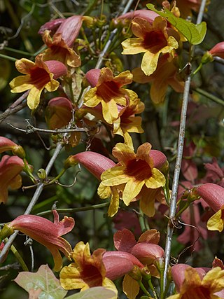 <i>Bignonia capreolata</i> Species of flowering plant