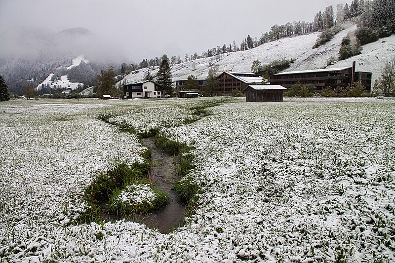 File:Biotop im Moos Reuthe.jpg