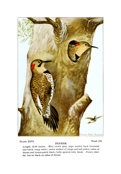 File:Bird-Life-0059-116.png