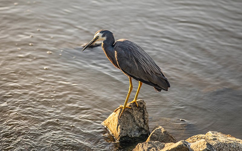 File:Bird in lake 1.jpg