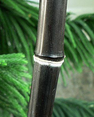 Black Bamboo.JPG