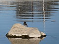 Thumbnail for File:Black Phoebe on the Los Angeles River.jpg