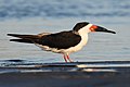 Black Skimmer - 40077929554.jpg