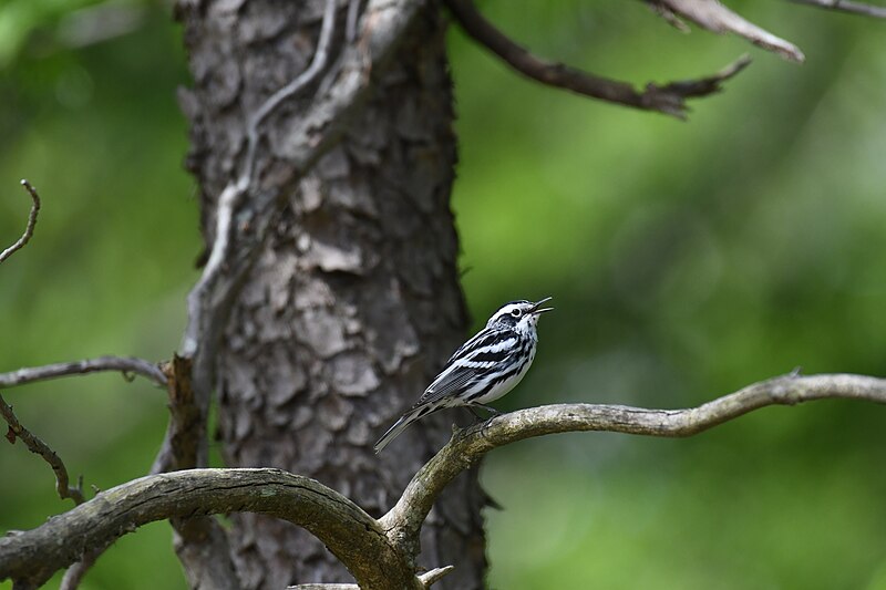 File:Black and white warbler patuxent research refuge north tract 5.2.21 DSC 2980.jpg