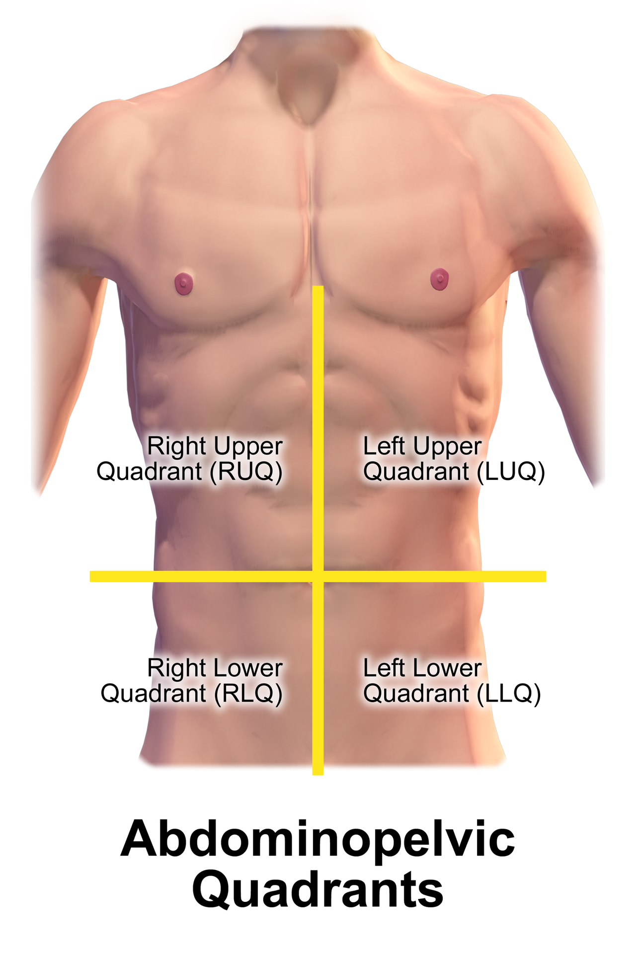 9 областей живота. Квадранты живота. Квадранты брюшной полости. Квадранты живота анатомия. Правый верхний квадрат живота.