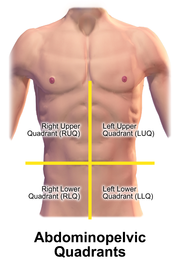 Quadrants And Regions Of Abdomen Wikipedia