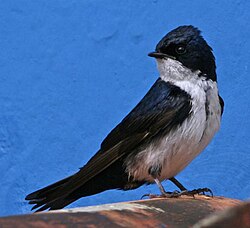 Blue-and-white Swallow.jpg